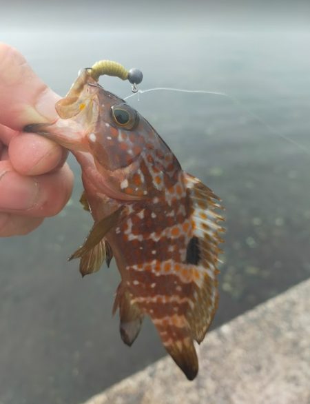 初めてジギングで釣れました